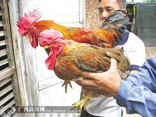 公鸡头母鸡身既打鸣又下蛋 怪鸡令人惊奇(图