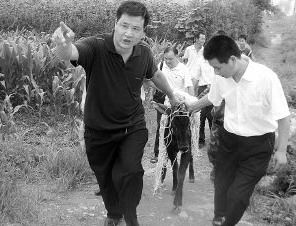 患病四不像偷吃玉米被捕获(图)