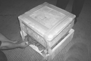 青蛙酷暑也冬眠? 不法贩子为防蛙鸣出歪招