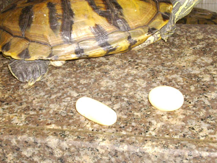 任阿姨家的巴西龟刚下了个双黄蛋 却不知道哪