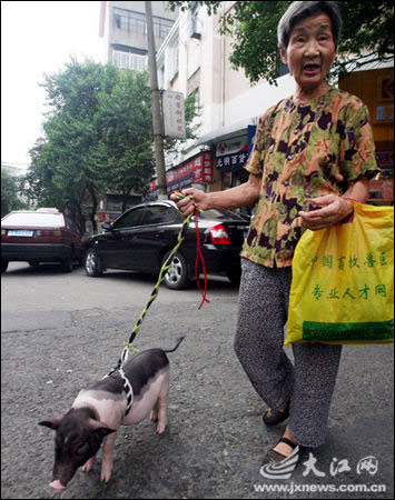 市民涂大妈认为,带宠物猪散步,逛街很酷,总能引来人们的"注目礼.