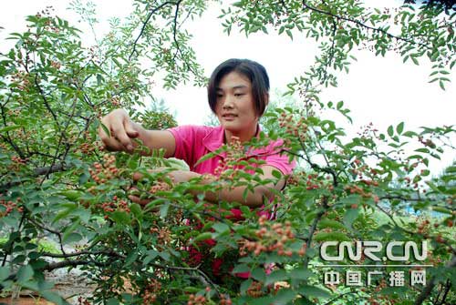 沂蒙山区花椒飘香 高科技品牌花椒远销海外