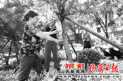 为树木打吊针补充生命液(图)_新闻中心_新浪网