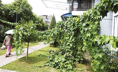 丝瓜藤攀墙头+芋艿叶绿油油