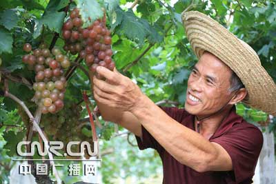 广西北流提子喜获丰收 农民喜笑颜开