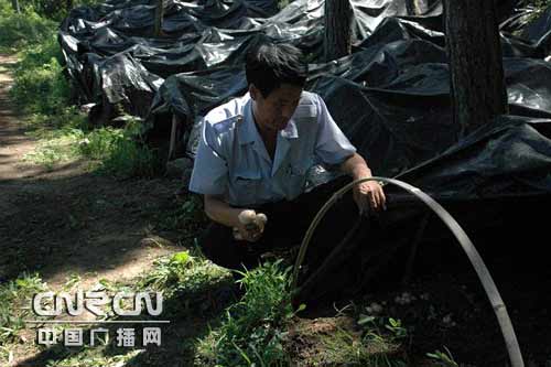 北京延庆四海镇大力发展林下经济[图文]