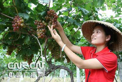 广西北流提子喜获丰收 农民喜笑颜开