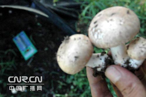 北京延庆四海镇大力发展林下经济[图文]