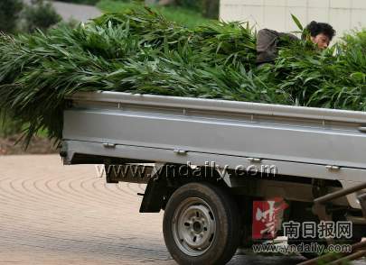 大熊猫在四川的生活很讲究 精饲料做成窝窝头