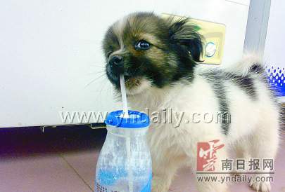 普洱市一小狗会想奇招喝酸奶