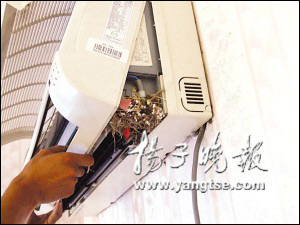 空调机里孵出小鸟 里面竟有大鸟窝(图)
