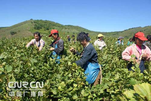 扎兰屯市伊其罕林场榛子进入采摘旺季
