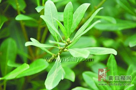 龙骨山梅开二度