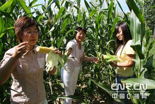 北京延庆水果玉米可生吃 中秋节可尝鲜