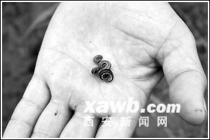 30亩大葱惨遭虫害(图)