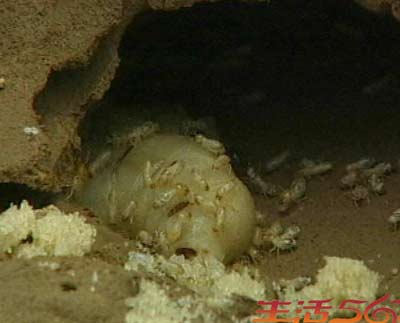 节目预告:白蚁之灾