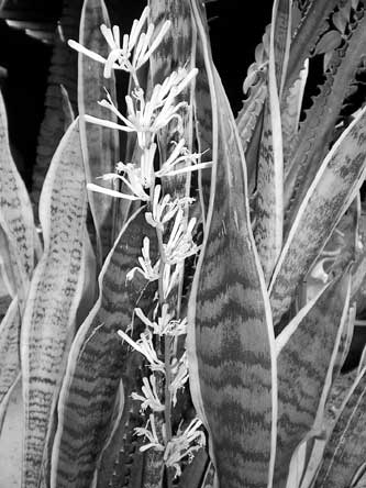 我家虎尾兰开花了 街坊们都说很稀奇