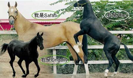 3匹汗血宝马中1匹将被拍卖 起价约500万(图)