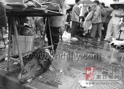 当街杀骆驼血洒人行道