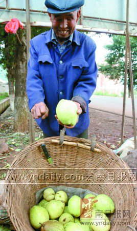 年轻人宁愿外出打工也不愿回家卖梨 留守老人