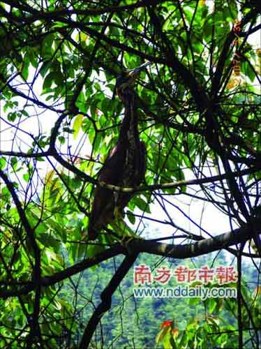 男子拍到“世界上最神秘的鸟”(图)