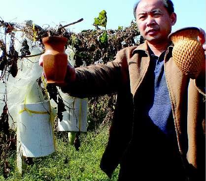 男子利用模具种出人像葫芦