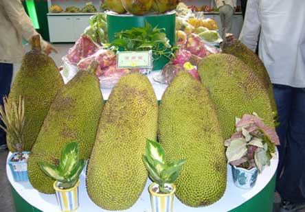 菠萝蜜很多福州人都没有见到过 听说吃了它再