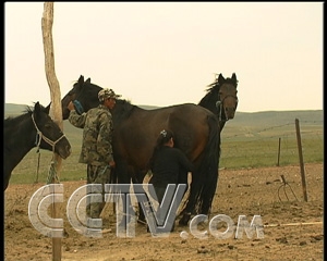 马奶的生意越做越大
