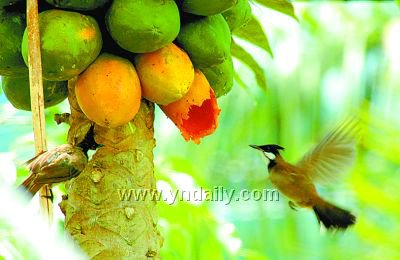 栽下木瓜树引来飞鸟栖