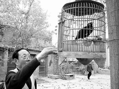 鹩哥会说东北方言学布谷鸟叫(图)