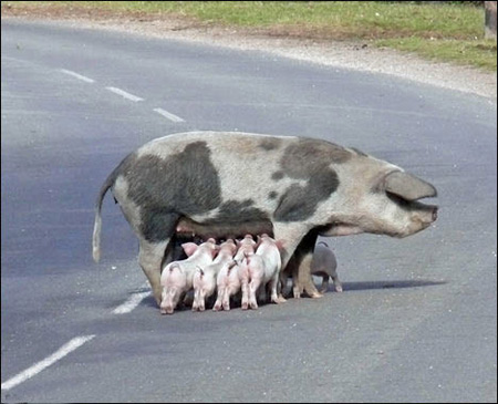 母猪在公路中央为猪仔喂奶堵塞交通(图)