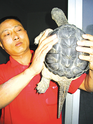 句容山洞发现怪山龟