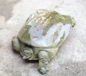 河道疏浚惊动鳖王