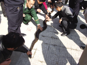 句容宝华发现巨蟒