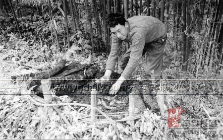 师宗县龙庆乡金莲村村民采集野生天麻