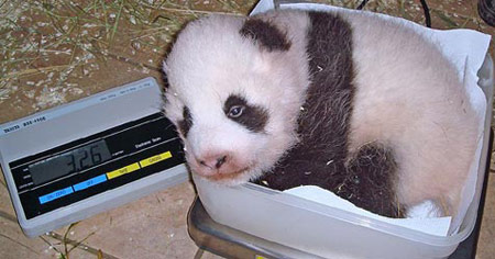 在维也纳出生的熊猫宝宝体重3.26公斤(图)