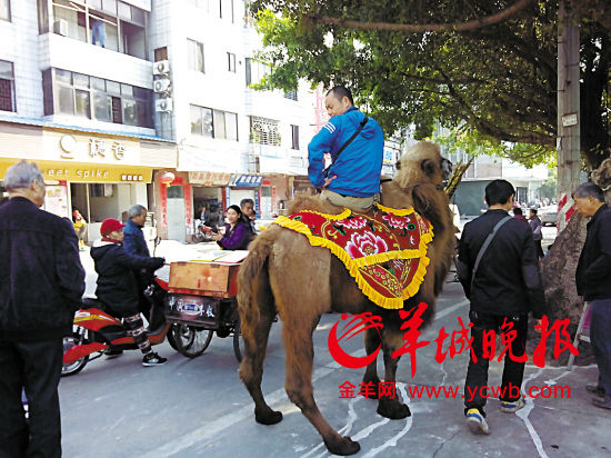 男子揽客骑骆驼拍照赚钱被赶