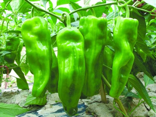 湖南省蔬菜研究所研发和培育的“兴蔬215”辣椒。