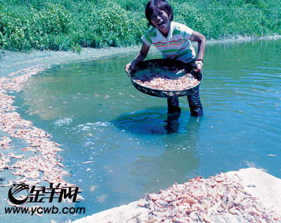 村民向鱼塘投毒毒死25万尾对虾当场被抓