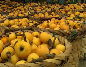 顾客支招卖枇杷(组图)