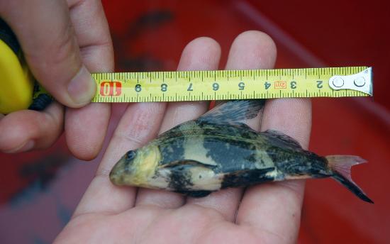 图文:(3)14万尾胭脂鱼苗在安徽无为放流长江