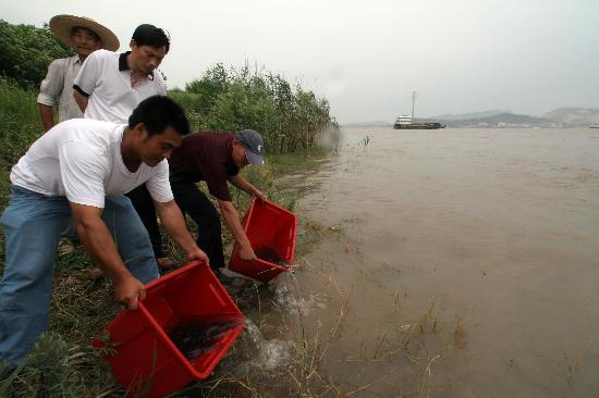 图文:(1)14万尾胭脂鱼苗在安徽无为放流长江