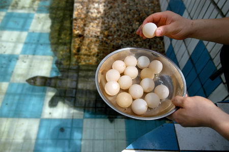 图文:斑鳖产蛋