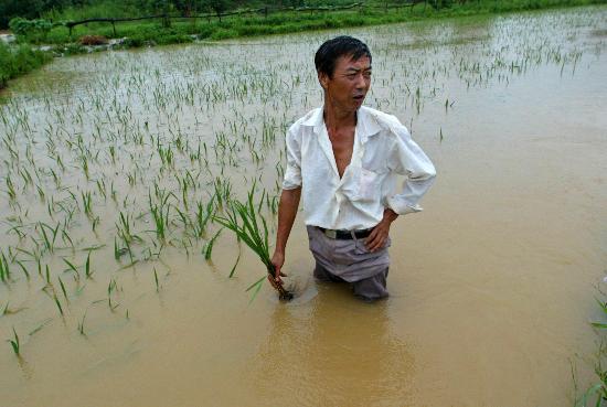 图文:暴雨袭击 武汉黄陂受灾严重(1)