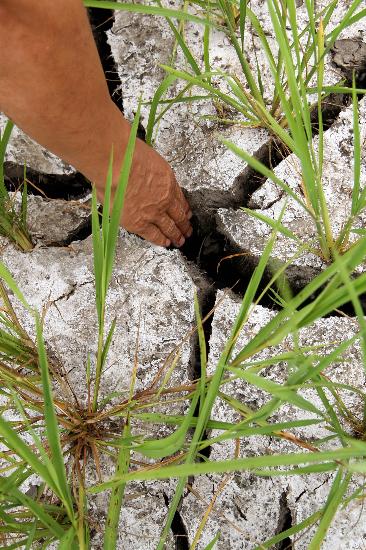 图文:黑龙江东部地区出现严重旱情