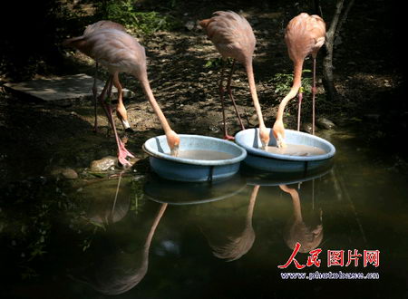 图文：火烈鸟在水坑边饮水