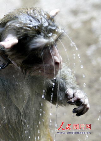 图文：猴子在水中玩耍