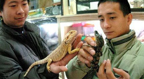 图文:另类宠物蜥蜴