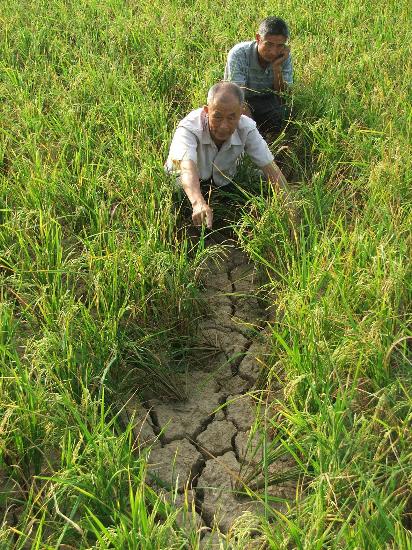 ͼ�ģ����������ػƾ���ë�̴忪�ѵĵ���