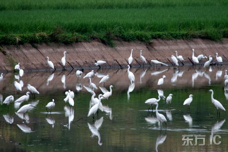 ��ͼ�����ϸɺ�300ֻ���طɽ�������ʳ